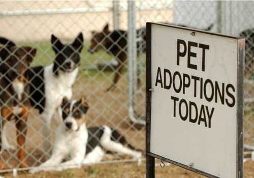 Zac Sandvig Pet-dogs-cats-adoption